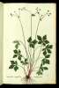  Fol. 255 

Sanicula Dod:
Diapensia Plin.
Pentaphylli species.